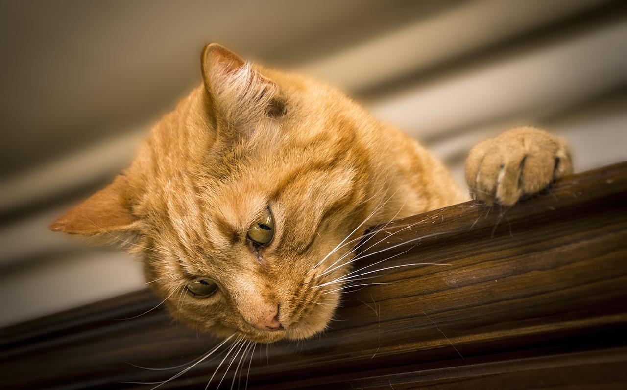 cat-gff0eff8b3_1280 cat-gff0eff8b3_1280