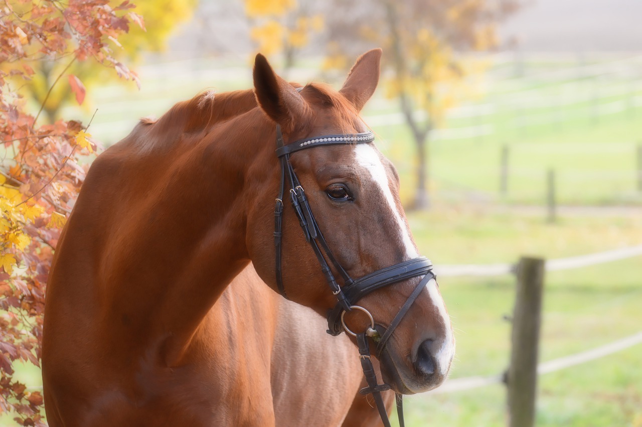 horse-ge20f7c394_1280 horse-ge20f7c394_1280